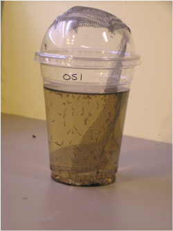 mosquito larvae in plastic cup