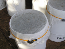 styrofoam cups with netting across top