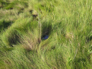 tall grass with very small section of open water