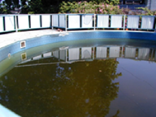 Unattended swimming pools provide excellent breeding habitat for mosquitoes